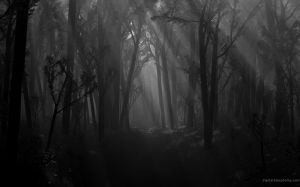 dark-forest